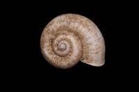 藏品(臺灣山蝸牛)的圖片